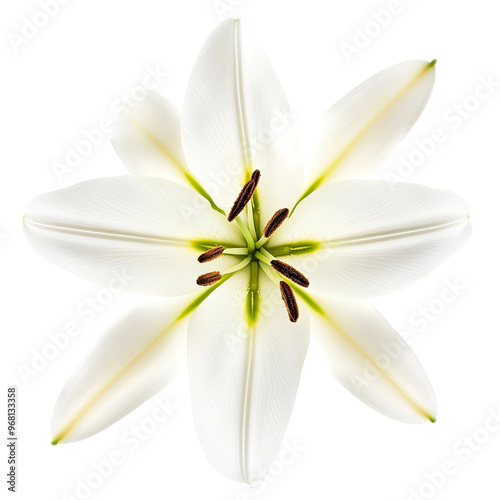 A single white lily with green accents in the center blooms against a black background.