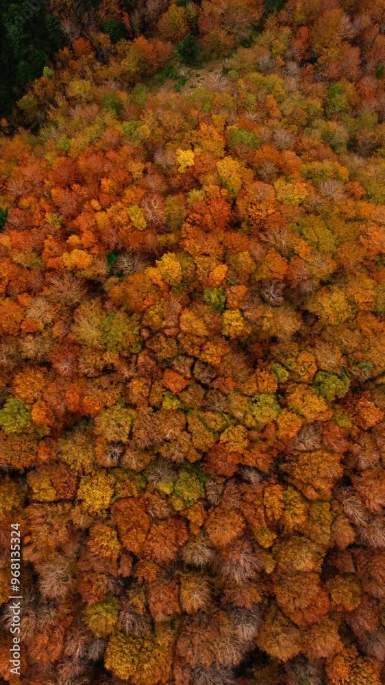 The Colorful Pattern Of The Tree Tops The Colorful Pattern Of The Tree Tops