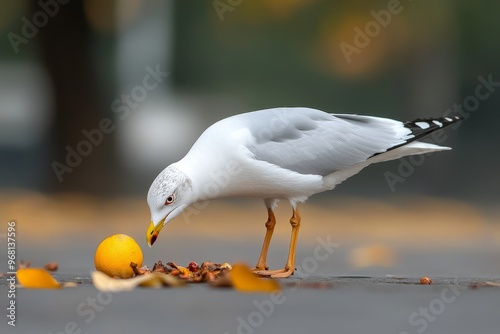 A white seagull with black wingtips is perched on the ground, its head bent down as it pecks at a yellow fruit. The bird is surrounded by fallen leaves, suggesting an autumn setting. This image captur