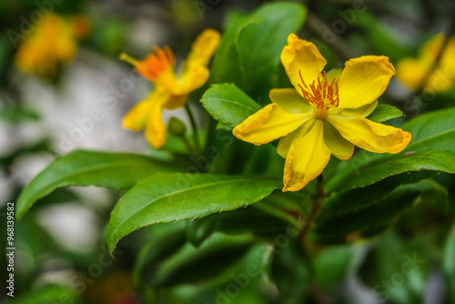 yellow flowers