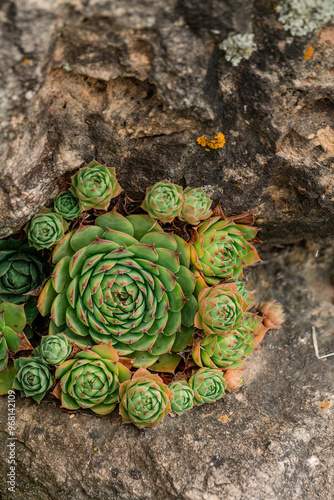 Bild auf Leinwand Succulents growing in a rocky crevice.