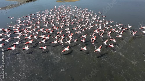 Large flock of pink flamingos flying over water