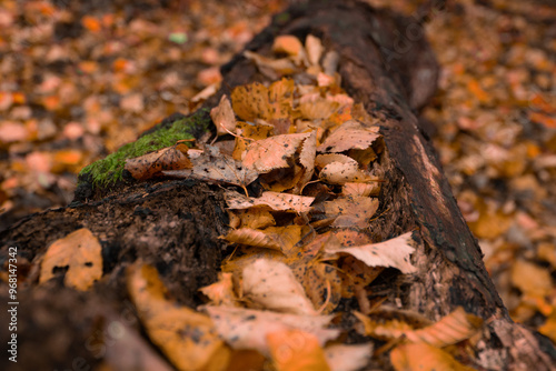 Beautiful yellow leaves autumn in the forest
