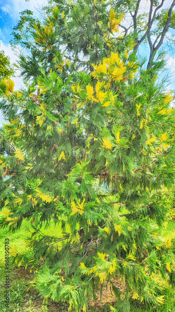 Plant, tree and flower species in the Trabzon Botanical Garden Plant, tree and flower species in the Trabzon Botanical Garden