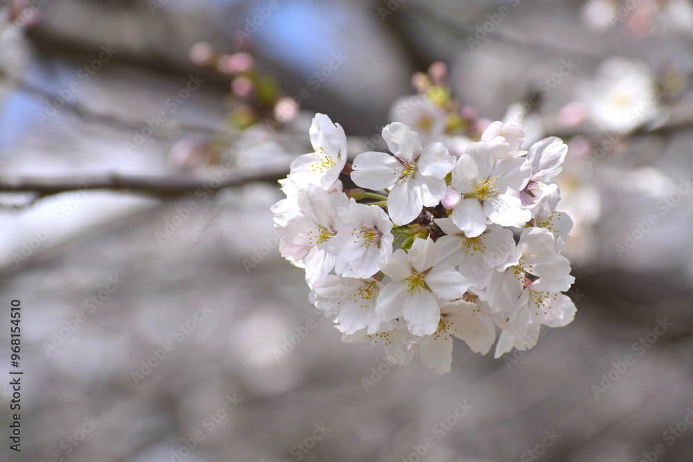 一枚一枚花びらが見える桜 一枚一枚花びらが見える桜