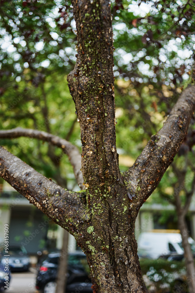 Fototapeta premium Vertical view of resin-covered tree