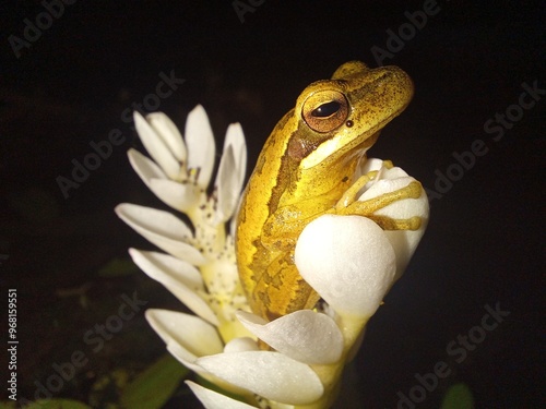 frog on a leaf photo