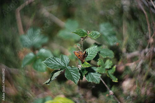 Butterfly sitting on a leave with blurred background #968160902