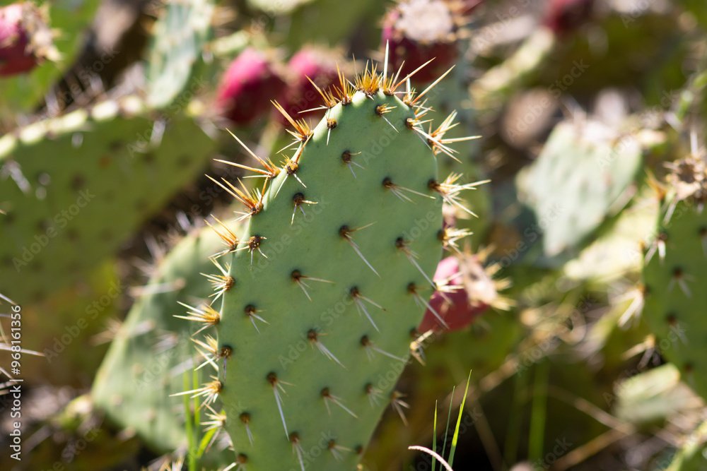 spiky green desert cactus with bloom spiky green desert cactus with bloom