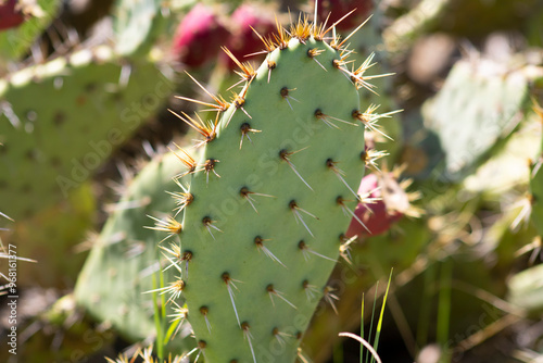 spiky green desert cactus with bloom
