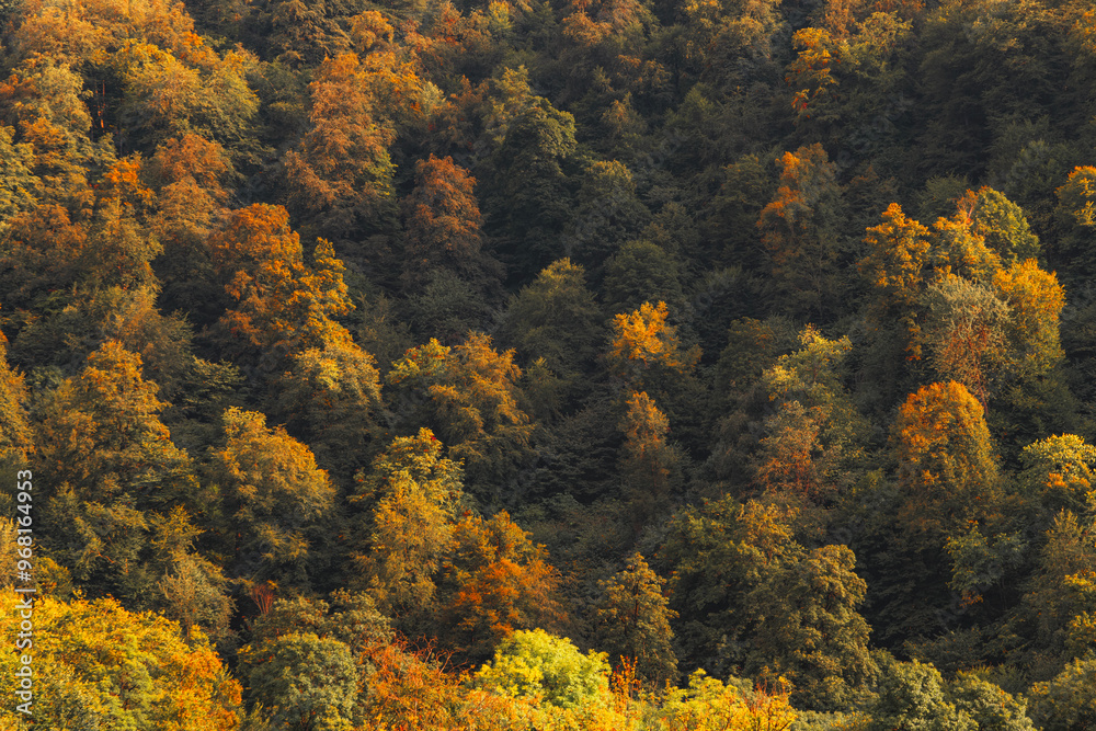 Autumn trees in the forest. Forest wallpaper. Autumn trees in the forest. Forest wallpaper.