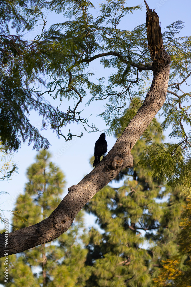 black raven perched on tree branch black raven perched on tree branch