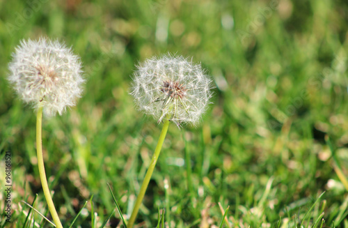 white dandelion weed blooms in field