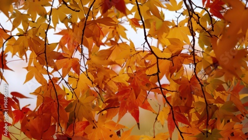Beautiful autumn leaves fall season