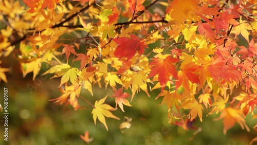 Beautiful autumn leaves fall season