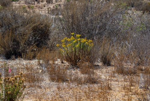 yellow blooms on desert plant photo