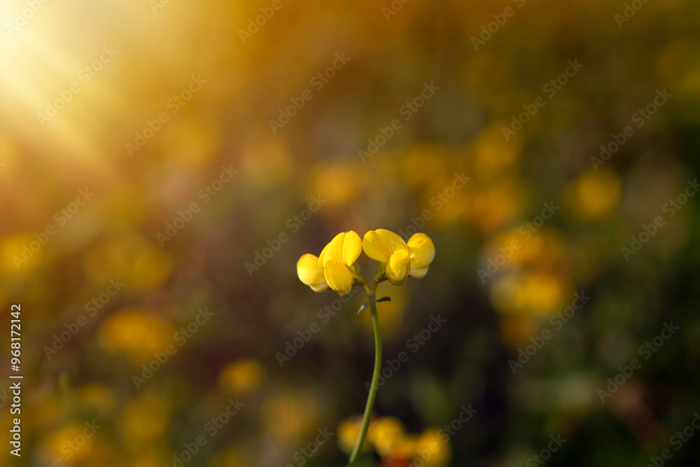Spring. Wild flowers. Colorful nature background. Spring. Wild flowers. Colorful nature background.