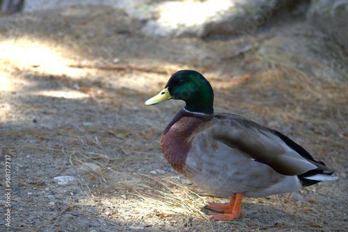 mallard duck with green head and yellow beak