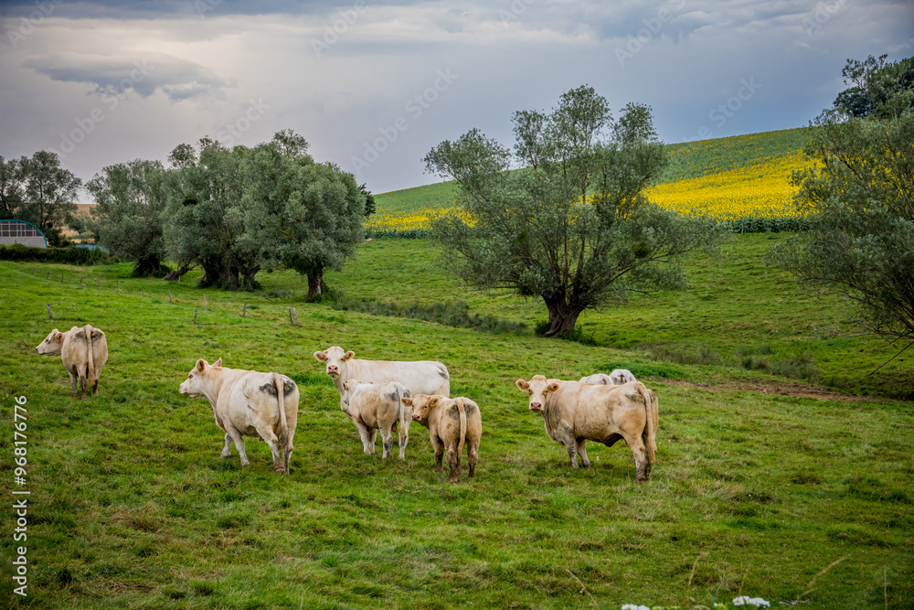 Obraz premium Vaches dans la campagne Française en Bourgogne-Franche-Comté