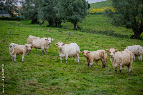 Vaches dans la campagne Française en Bourgogne-Franche-Comté