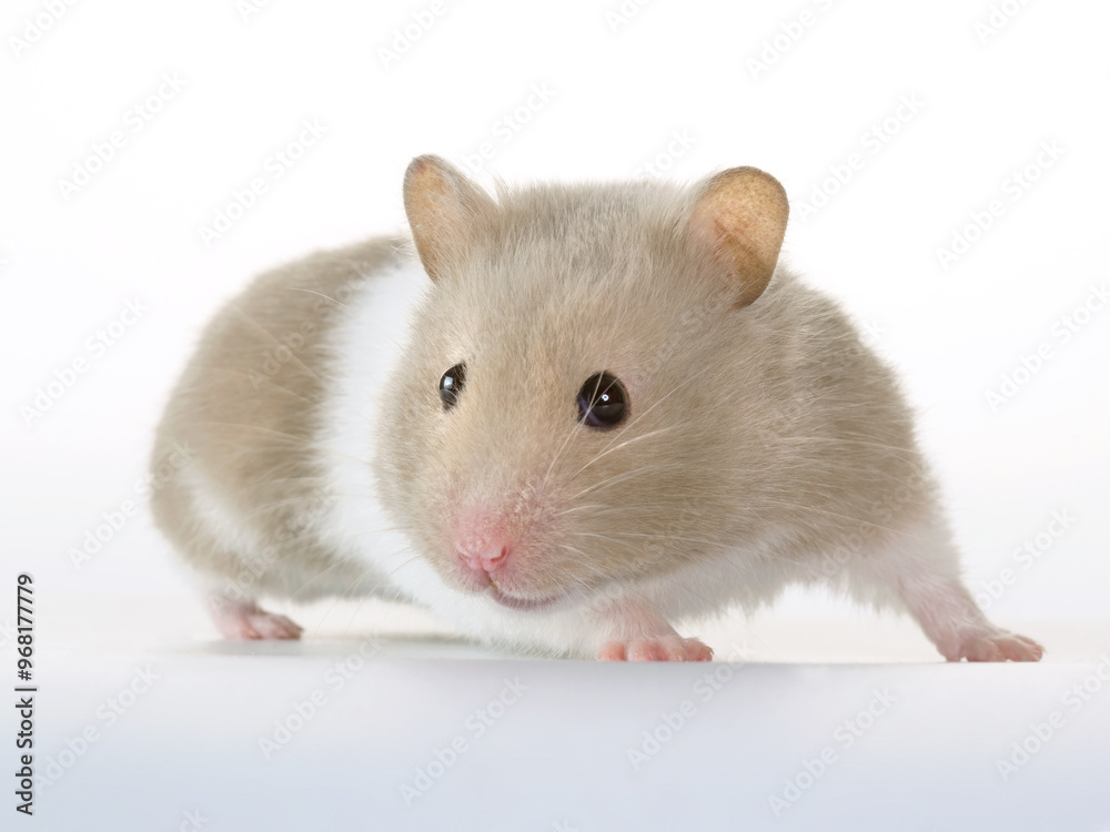 Gray and white little hamster on white