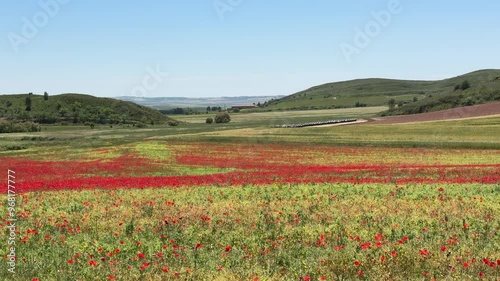 Field of Wild Poppies