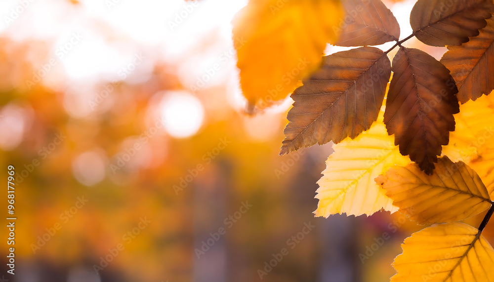autumn leaves background autumn leaves background