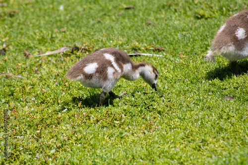 baby gosling geese with mother near water