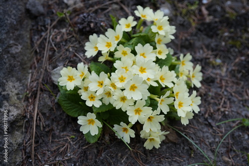 image of a group of charming cowslips ( Primula veris) during spring photo