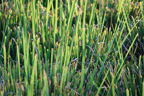 long blades of vibrant green grass