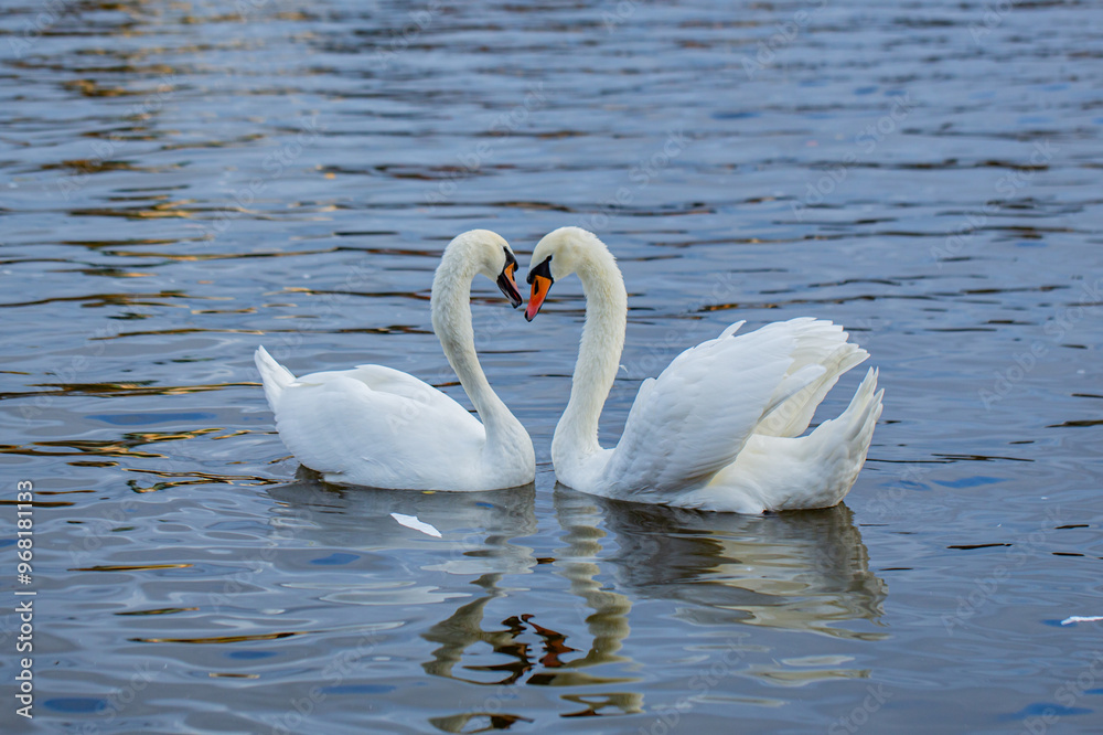 The mute swan. Two white swans court females in the spring. Mute Swans on the river. Swans in love. The mute swan. Two white swans court females in the spring. Mute Swans on the river. Swans in love.