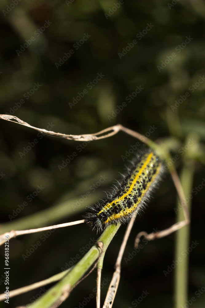 Fototapeta premium Green and yellow hairy spotted caterpillar (Pieris cheiranthi) on branch of arugula. The caterpillar of a pest butterfly is a glutton of vegetables