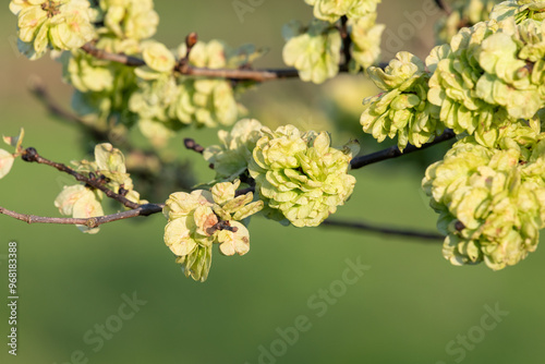 Close up of a samaras on a wych elm (ulmus glabra) tree