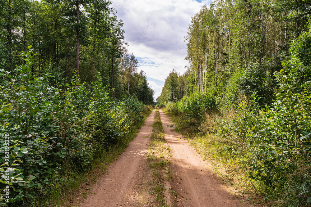 A damp, sandy dirt road with puddles and vehicle tracks runs through a dense deciduous forest. Summer landscape in the evening with long shadows from the trees A damp, sandy dirt road with puddles and vehicle tracks runs through a dense deciduous forest. Summer landscape in the evening with long shadows from the trees