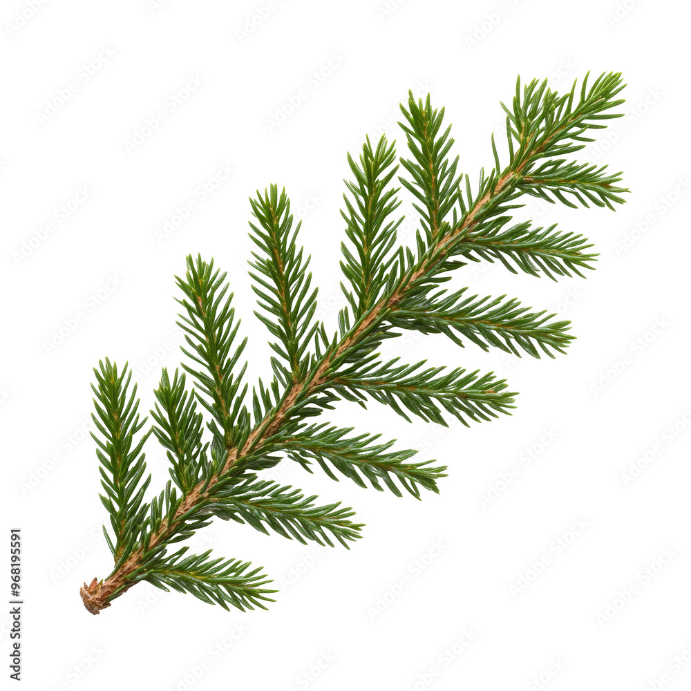 Fresh evergreen branch on a white background, transparent Fresh evergreen branch on a white background, transparent