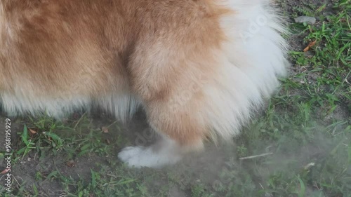 Pembroke Welsh Corgi puppy scratching the ground with his hind legs. White and red corgi. Pedigree dog