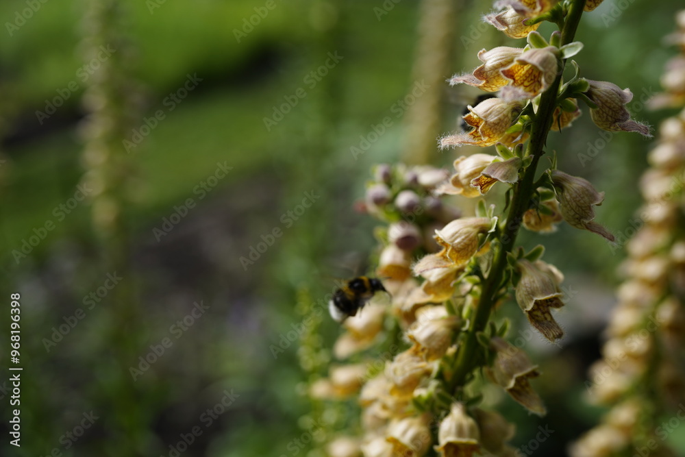 Fototapeta premium rusty foxglove (digitalis ferruginea L.) in the garden