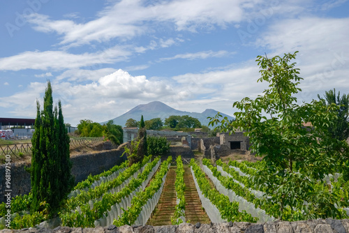 Vineyard rows and historical ruins in Pompeii, Italy photo