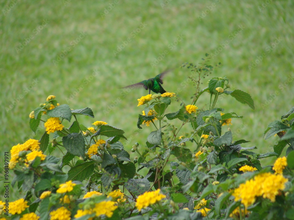 Obraz premium Hummingbird