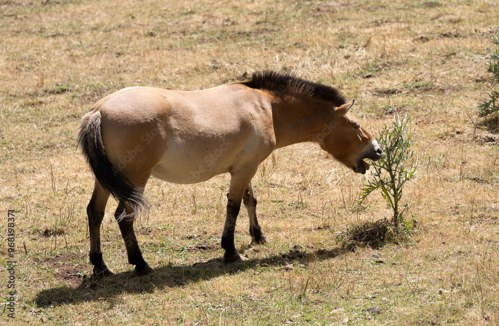 Caballo salvaje marron comiendo de una planta en un prado Caballo salvaje marron comiendo de una planta en un prado