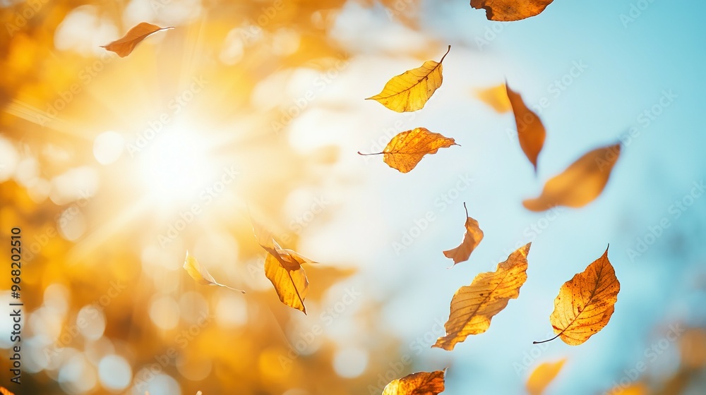 Golden Autumn Leaves Falling Against Sunlit Sky Golden Autumn Leaves Falling Against Sunlit Sky