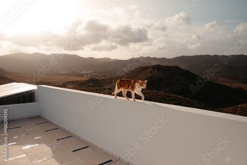 Cat walking on a rooftop overlooking scenic hills in Cabo de Gata
