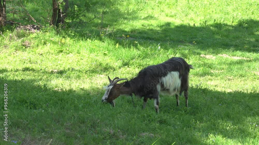 Goat grazes at the meadow
