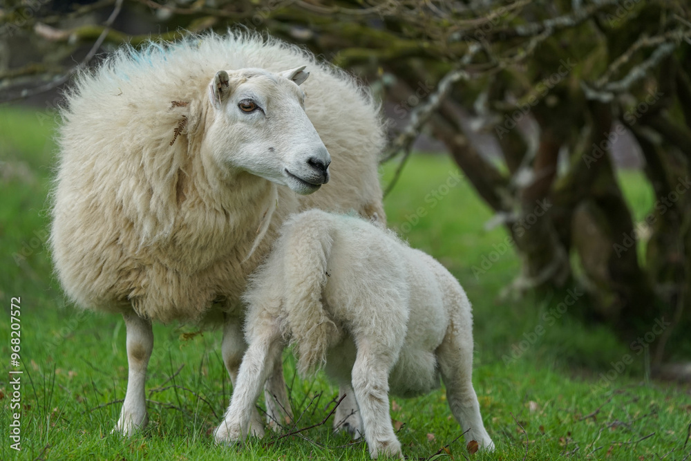 Obraz premium sheep in the field