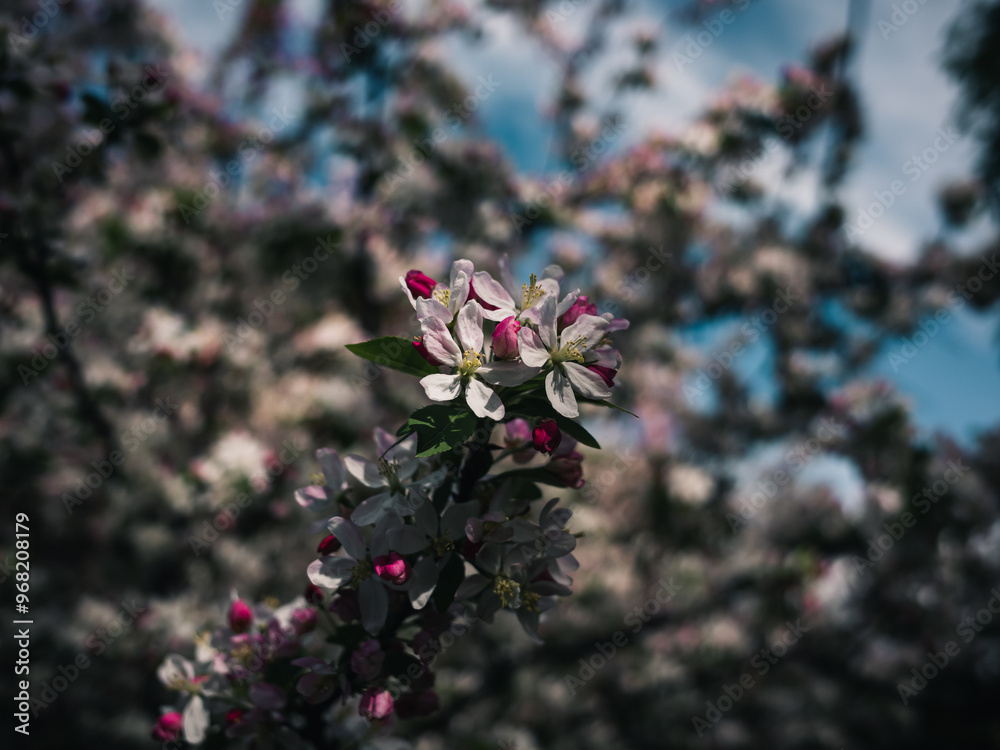 Spring blossom