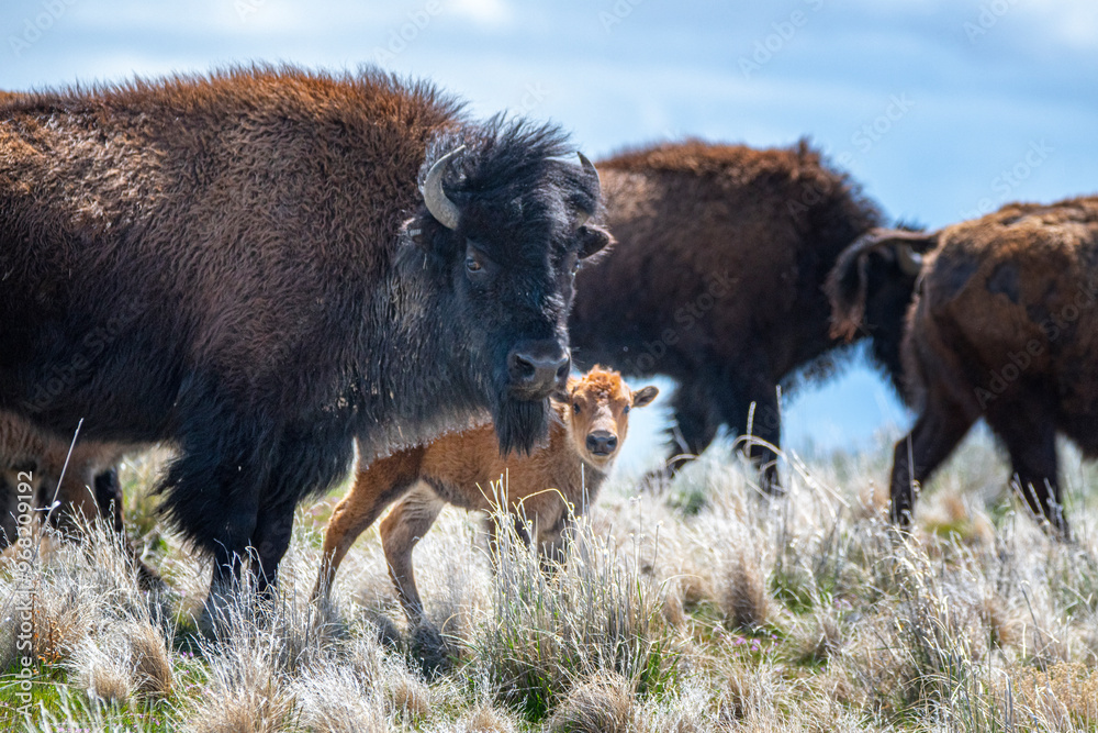 bison baby bison baby