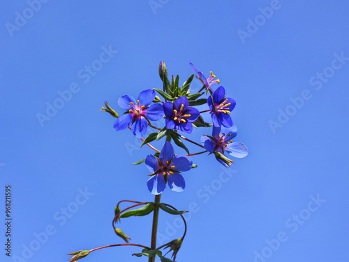 Lysimachia foemina or Blue pimpernel, small blue flower with green leaves, against blue sky, close up. Anagallis arvensis is low-growing herbaceous flowering plant in the Primrose family, Primulaceae. photo