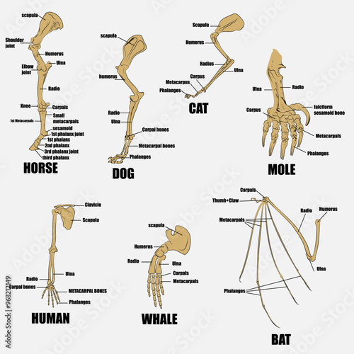 Different kind of mammals, the skeleton has a conformation similar to that of man.