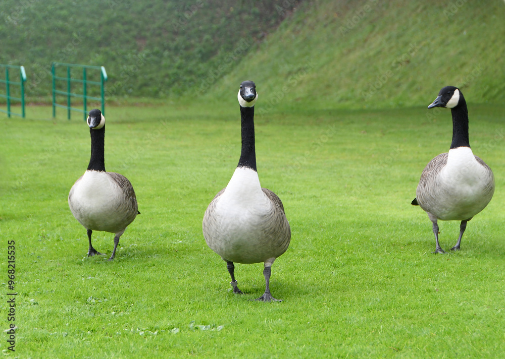Obraz premium three Canada geese walking on some lush green grass