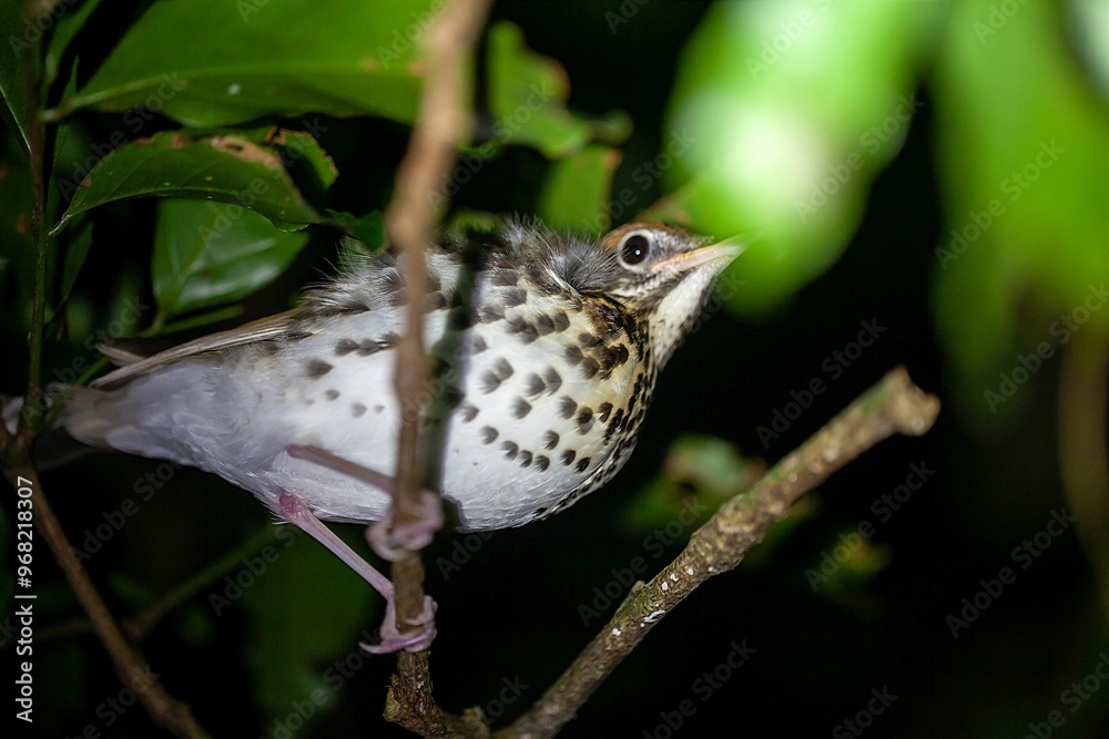 Obraz premium Wood thrush, Hylocichla mustelina, in a tree